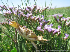 Lilas de mer en Baie de Somme © Découvrons la Baie de Somme