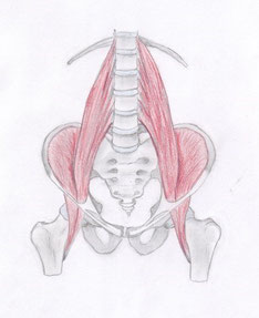 Anatomie: Psoas major