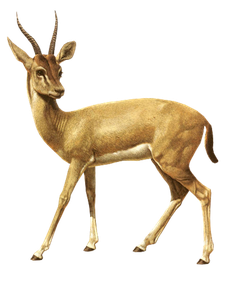 Image animaux detourée transparent sur fond blanc springbok png