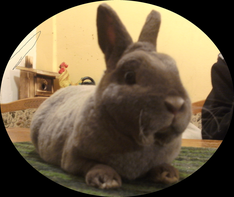 helle-großsilber kaninchen, rassekaninchen bielefeld  castor rex bielefeld , blaue rex kaninchen