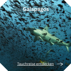 Tauchreise Galapagos