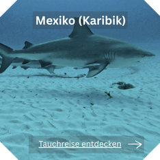 Tauchreise Mexiko Yucatan