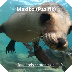 Tauchreise Mexiko Pazifik