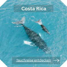 Tauchreise Costa Rica