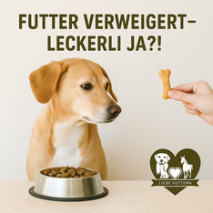 Hund sitzt vor vollem Napf, schaut aber lieber auf ein Leckerli – „Futter verweigert, Leckerli ja?!“