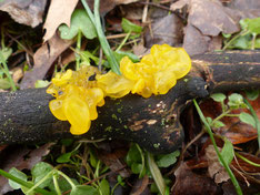 Goldgelber Zitterling (Tremella mesenterica)