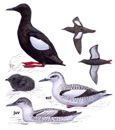 http://www.avibirds.com