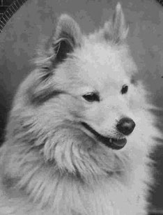 Giant Spitz German Spitz breeding