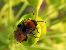 Foto: P. Roos; Rotpelzige Sandbiene