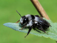 Foto: P. Roos; Andrena cineraria