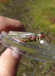 Stethophyma grossum (photo ugo) 