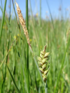 Carex panicea, Vallée de la Fave (photo Ugo)