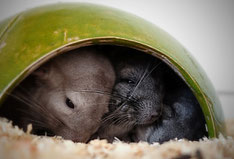 Chinchillas im Schlafhäuschen