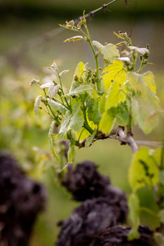 Domaine de Lavaur - AOC Cahors - 100 % malbec - Malbec rosé - Lot - vendange à la main - vieilli en fût de chêne