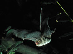 Fliegende Wasserfledermaus (Myotis daubentoni). Foto: NABU/E. Menz