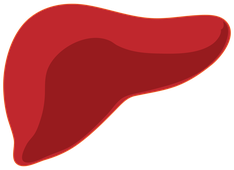 Die Leber - ein zentrales Organ im Arzneimittelabbau; Quelle: wikimedia commons, gemeinfrei