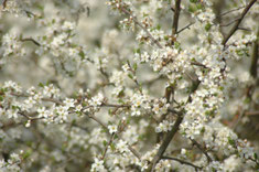 Schlehenblüten (Foto: T. Staab, LBV-Bildarchiv)