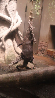 カワウソ、コツメカワウソ、動物園、動物の写真フリー素材　Otters, river otters, zoos, animals photos free material