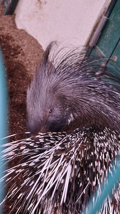 ヤマアラシ、アフリカタテガミヤマアラシ、哺乳類、動物園、動物の写真フリー素材　Porcupine, African Crested Porcupine, Mammals, Zoos, Animals Photos Free Material