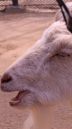 ヤギ、哺乳類、動物園、動物の写真フリー素材　Pictures of goats, mammals, zoos, animals Free material