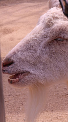 ヤギ、哺乳類、動物園、動物の写真フリー素材　Pictures of goats, mammals, zoos, animals Free material