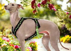 Y-Geschirr Sofa Dog Wear