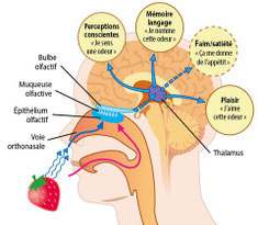 Schéma du circuit d'une odeur dans le cerveau