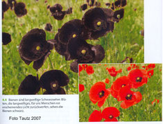 Die Biene - IGS Bienen-AG