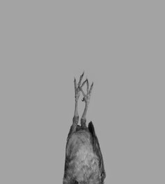 Michael Koch: Annabel, 2018, Lambdaprint, Diasec