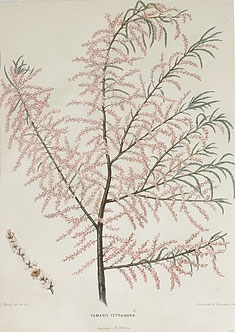 Set of 6 botanical prints 1879