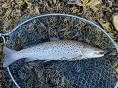 Lachse angeln in Norwegen, Unterwasser Aufnahmen, mittlerer Fluss, mit Blinker