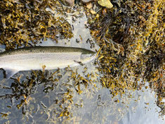 Lachse angeln in Norwegen, Unterwasser Aufnahmen, mittlerer Fluss, mit Blinker
