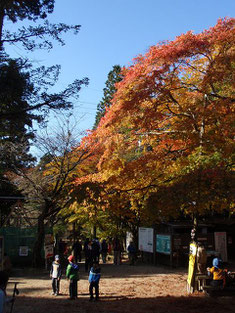 山頂付近の紅葉