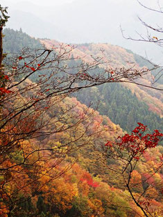 向こうの山も見事に紅葉