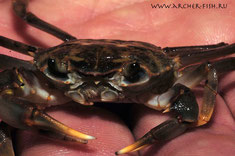 Platythelphusa sp. Tanganjika crab