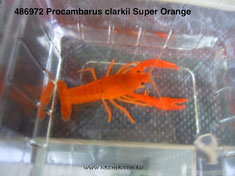 486972 Procam. clarkii Super Orange