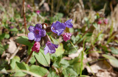 Lungenkraut (Foto Manfred Steffen)