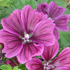 Malve wilde malva sylvestris