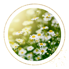 Die Phytotherapie umschreibt die Pflanzenheilkunde. Die therapeutische Wirkung ist von vielen Pflanzen evidenzbasiert. Menopause oder auch Harnwegsinfekte lassen sich so gut heilen.