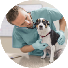 Tierkrankenversicherung und  Hunde OP Versicherung
