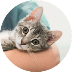 Tierkrankenversicherung und OP Versicherung Katze günstig online abschließen