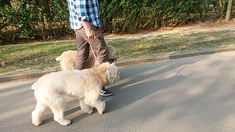 Dog Behaviorist / Dog Trainer Brussels