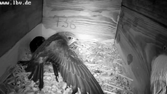 "Liegestützen" (Screenshot: LBV-Mauersegler-Webcam im Schloss Ratibor, Roth)