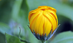 Françoise Raso, phytothérapeute, naturopathe, détox, Dordogne