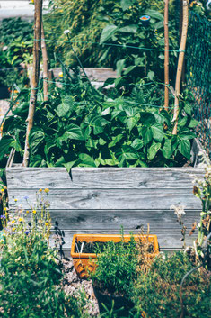 Tonistrendlupe - was bedeutet Urban Food?