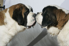 eleveur chiens saint bernard