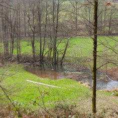 Biberrevier am Faulbach (W. Neuberger)