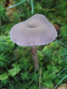 Laccaria amethystina, Vosges (photo Ugo)