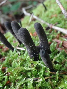 Xylaria polymorpha, Vosges (photo ugo)