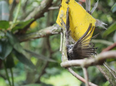Verendeter Vogel an Geldtafel, Quelle NABU-Netz.